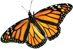 Butterflies are Free to Fly